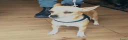 Meticcio cani in regalo: CAGNOLINA 4,5 kg - Annuncio 2