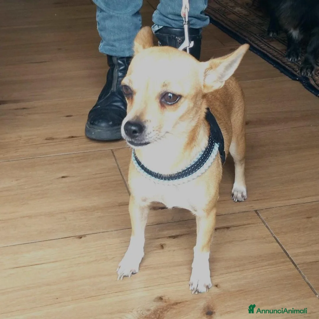 Meticcio cani in regalo: CAGNOLINA 4,5 kg - Annuncio 2
