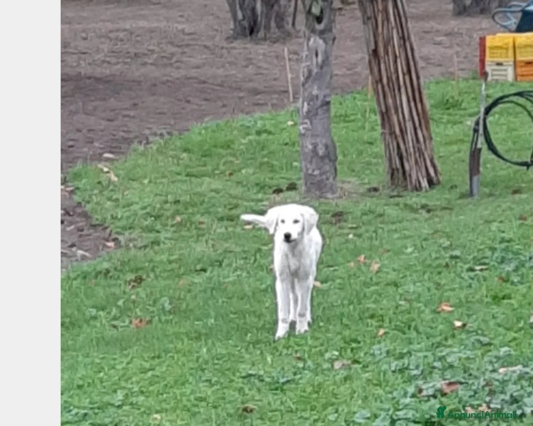 Pastore Maremmano cani in regalo: Splendide maremmanine! a Roma - Annuncio 4
