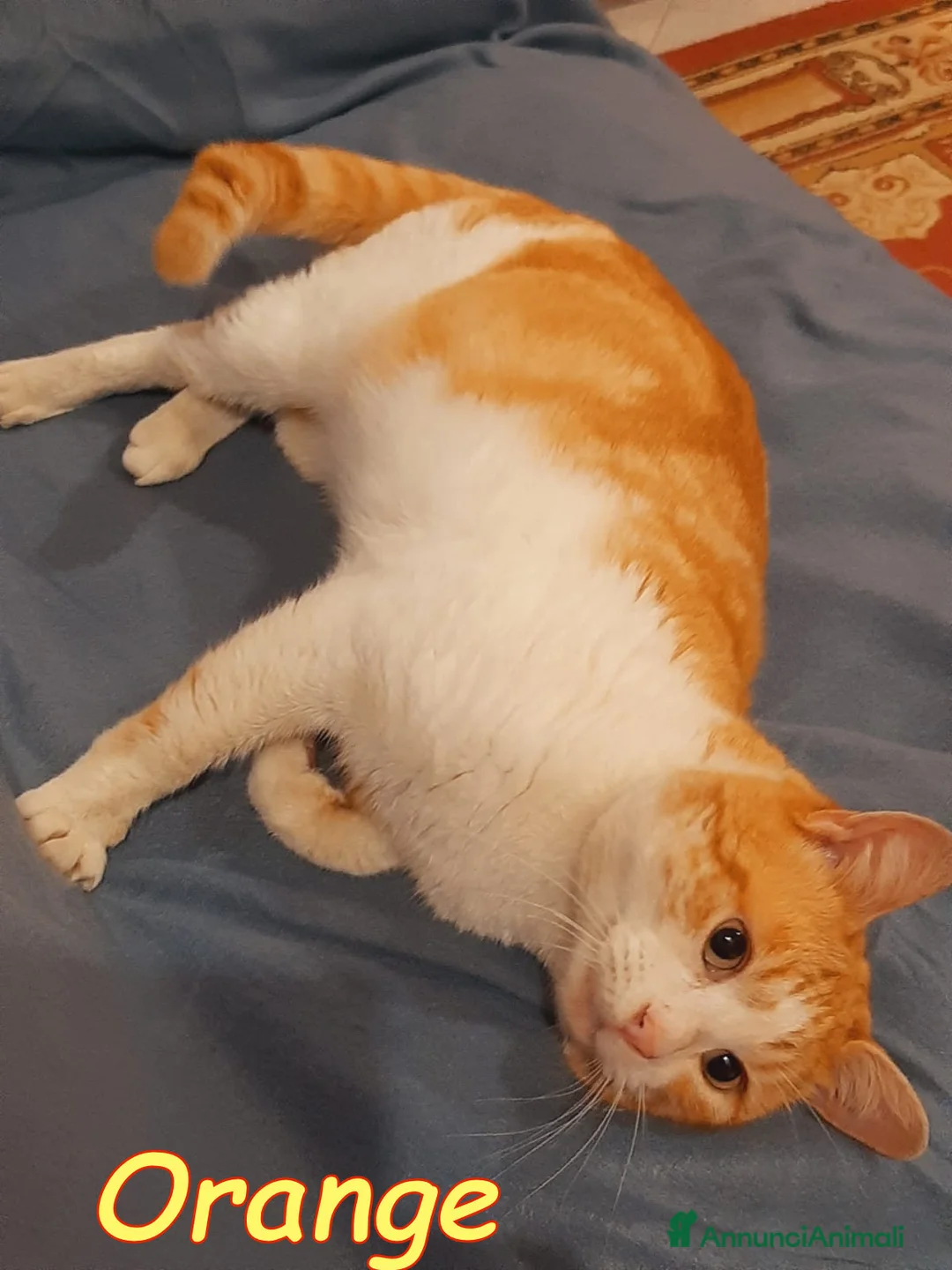 Europeo gatti in regalo: ORANGE gattino fantastico - Annuncio 3