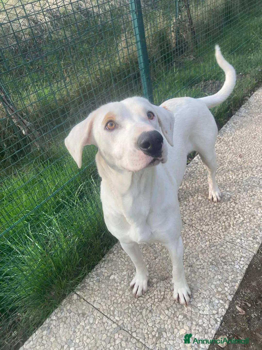 Meticcio cani in regalo: candy  - Annuncio 1