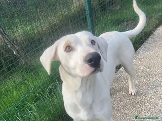 Meticcio cani candy - Annuncio 11