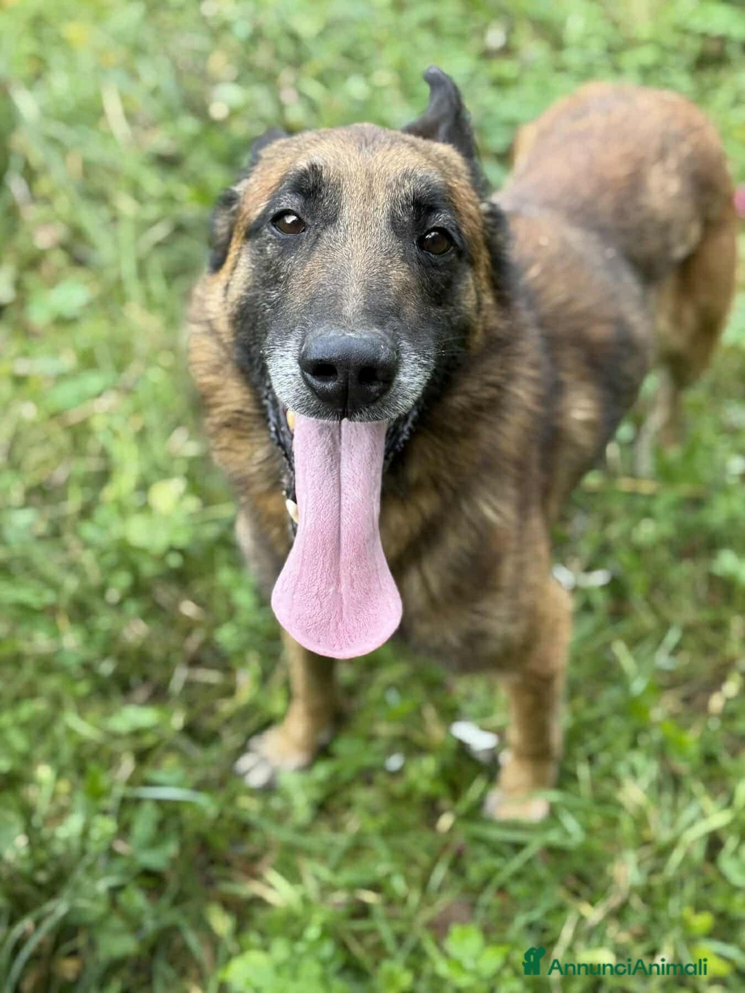 Pastore Belga cani in regalo: Splendidi PASTORI BELGA MALINOIS cercano famiglie! - Annuncio 5