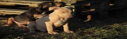 Pitbull cani in vendita: Pit Bull con pedigree anche a rate  - Annuncio 9