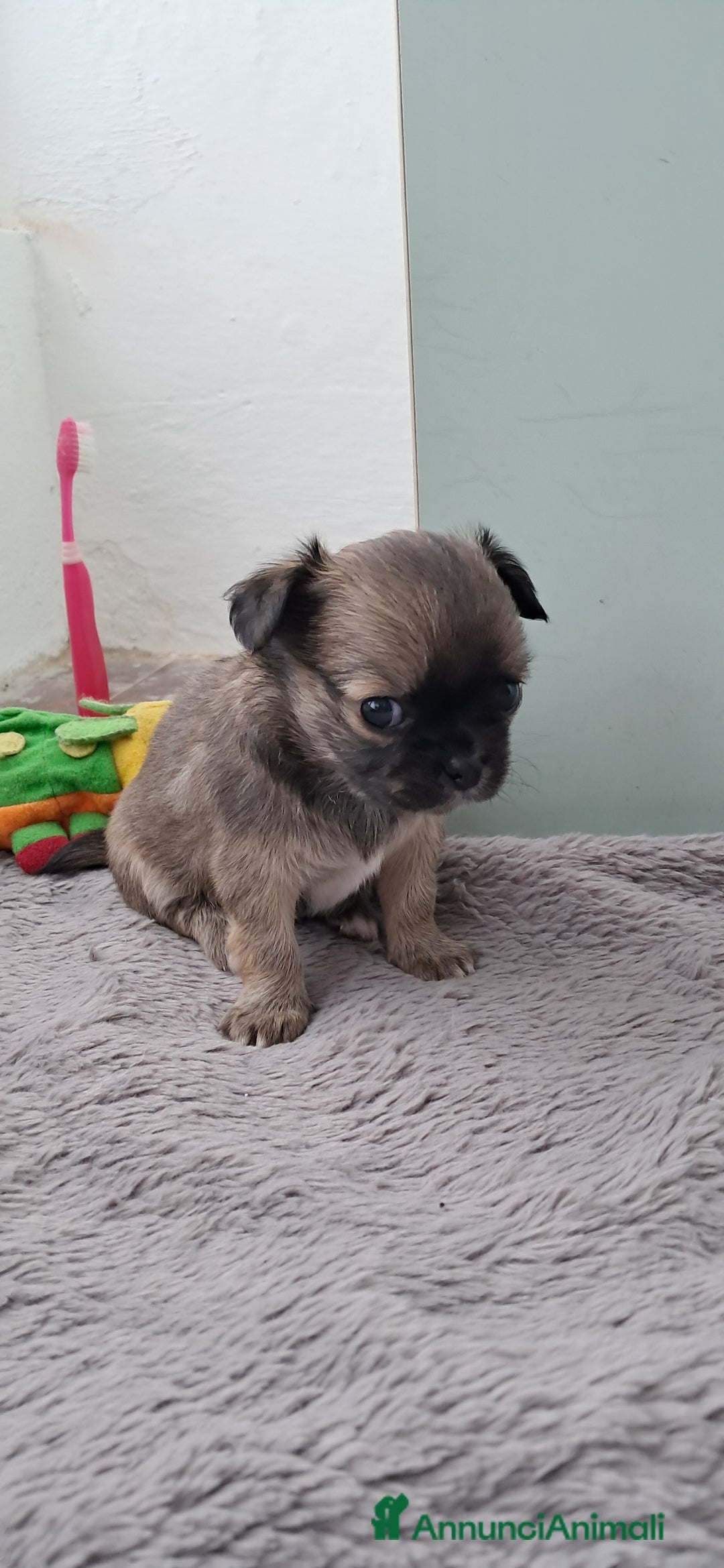 Chihuahua cani in vendita: Cuccioli chihuahua pelo lungo - Annuncio 6