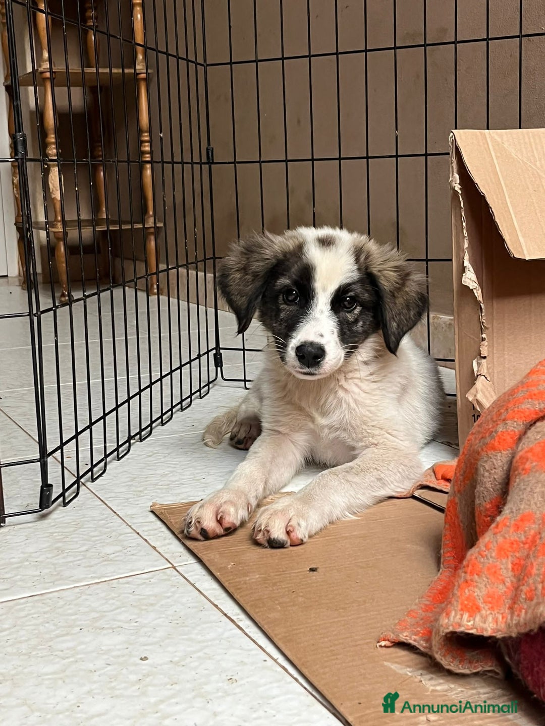 Altre razze cani in regalo: matilde thomas - Annuncio 2