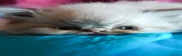 Persiano gatti in vendita: Cuccioli di persiani a pelo lungo a Provincia di Chieti - Annuncio 5