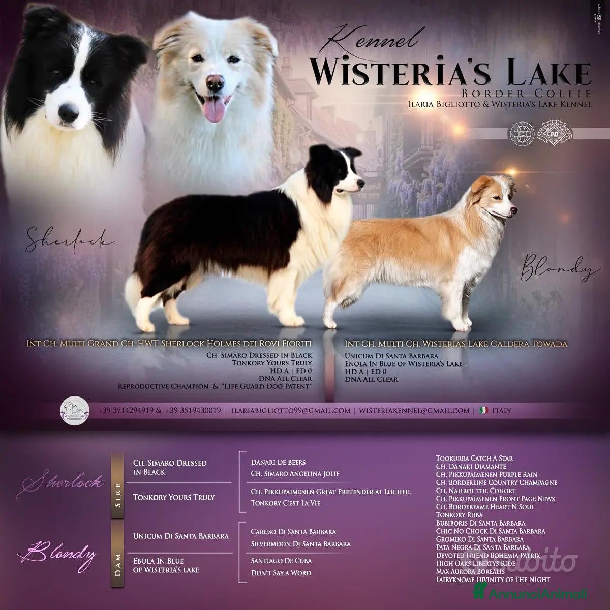 Border Collie cani Cuccioli Border Collie  - Annuncio 1