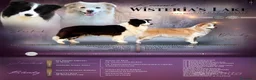 Border Collie cani in vendita: Cuccioli Border Collie  - Annuncio 1