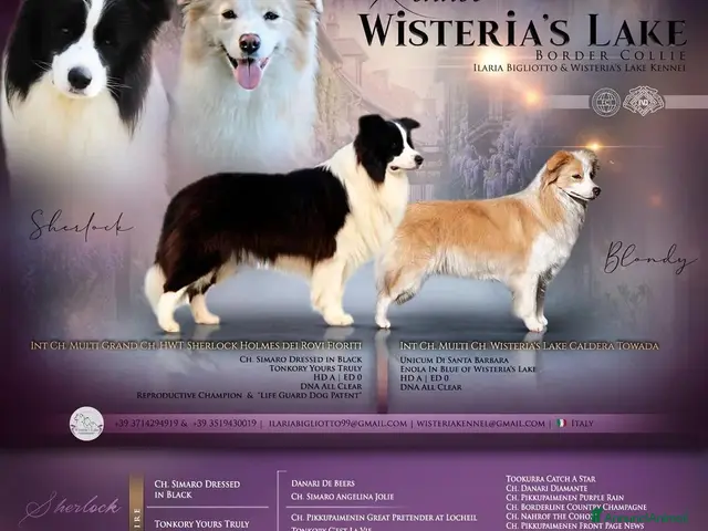 Border Collie cani in vendita: Cuccioli Border Collie - Annuncio 1