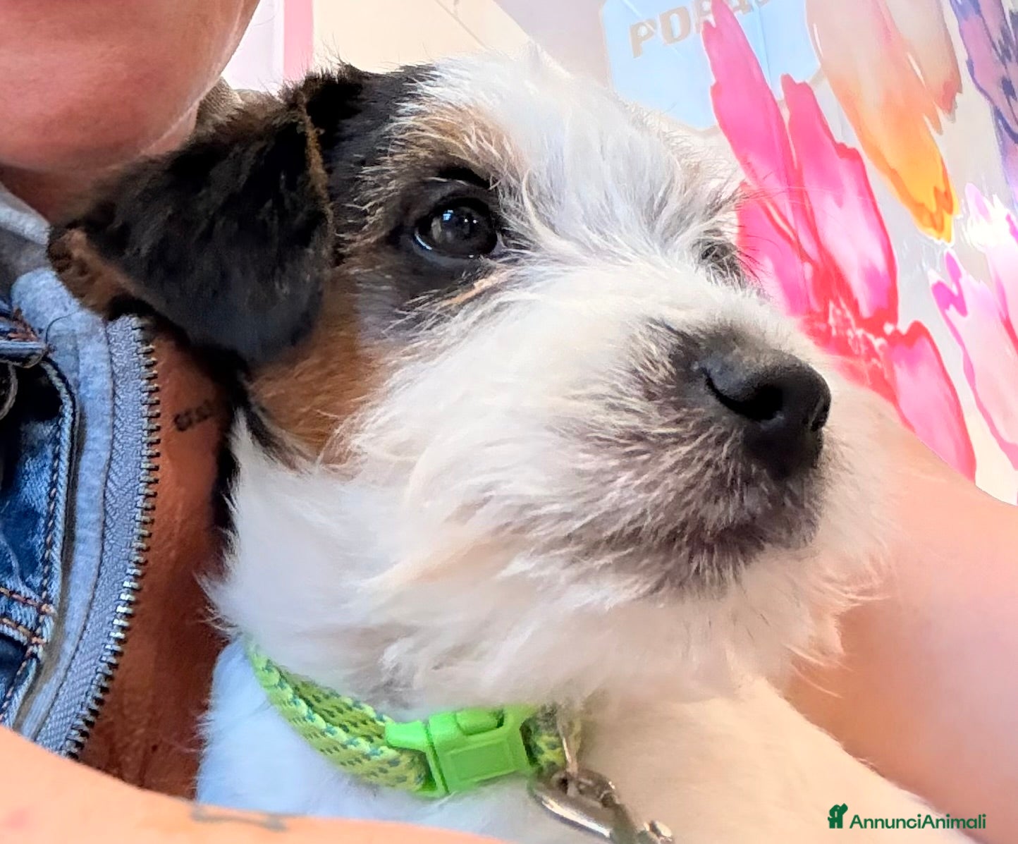 Jack Russell cani Maschio tricolore pelo ruvido - Annuncio 1