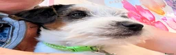 Jack Russell cani in vendita: Maschio tricolore pelo ruvido - Annuncio 2