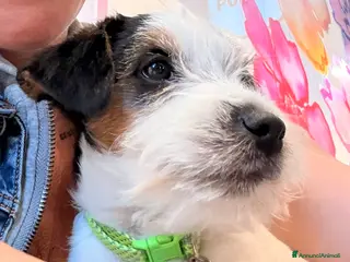 Jack Russell cani Maschio tricolore pelo ruvido - Annuncio 2