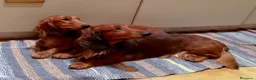 Bassotto cani in vendita: bassotto standard a pelo lungo a Provincia di Pavia - Annuncio 3