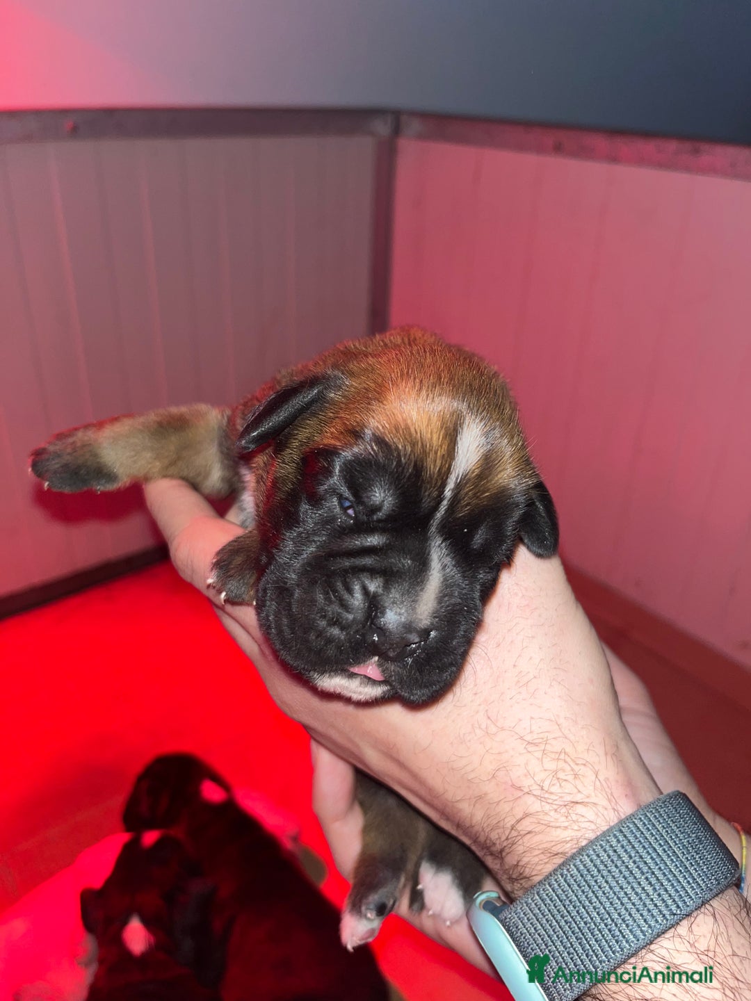 Boxer cani in vendita: Boxer cuccioli - Annuncio 6