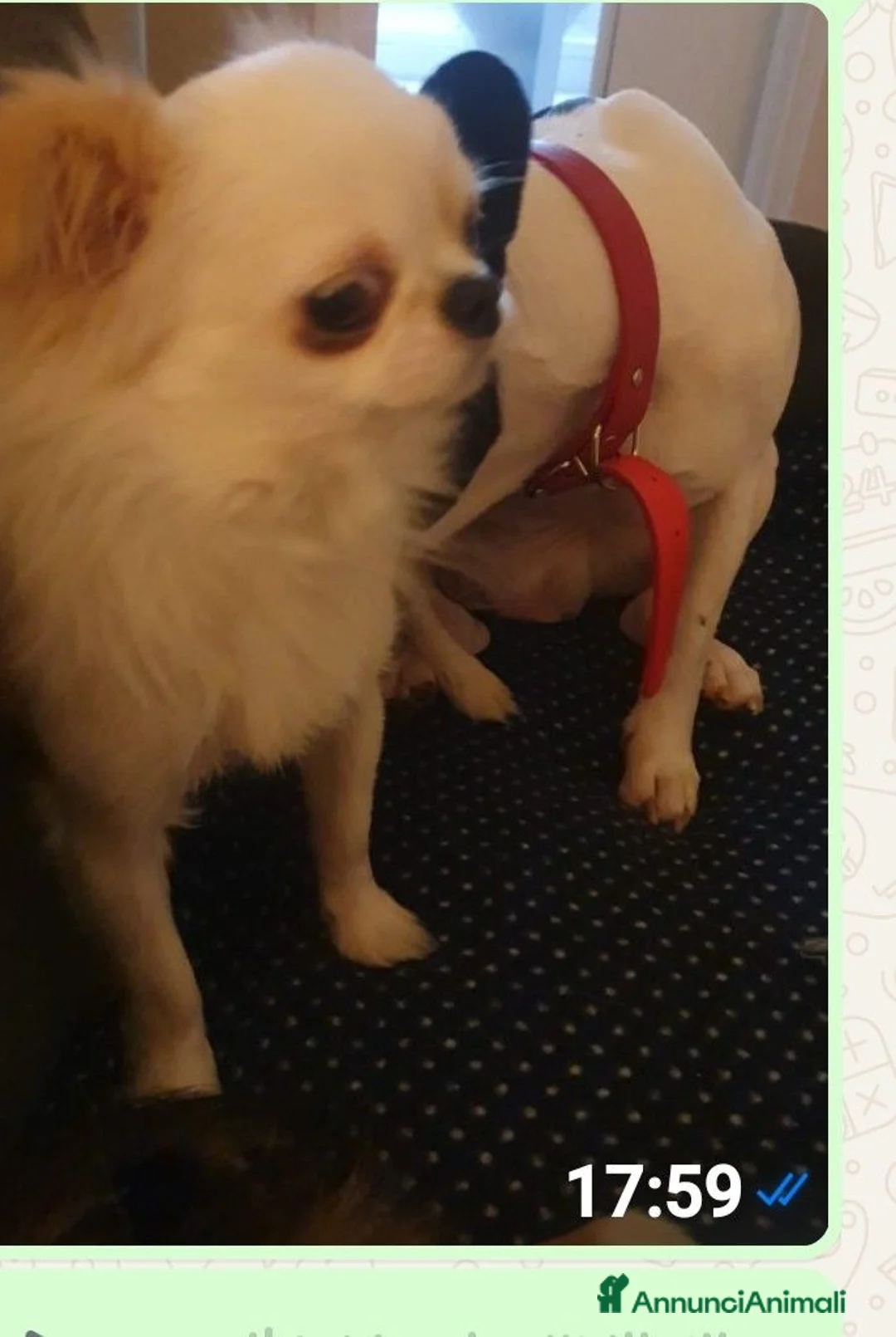 Chihuahua cani in regalo: 3 Chihuahua in adozione a Città metropolitana di Roma Capitale - Annuncio 2