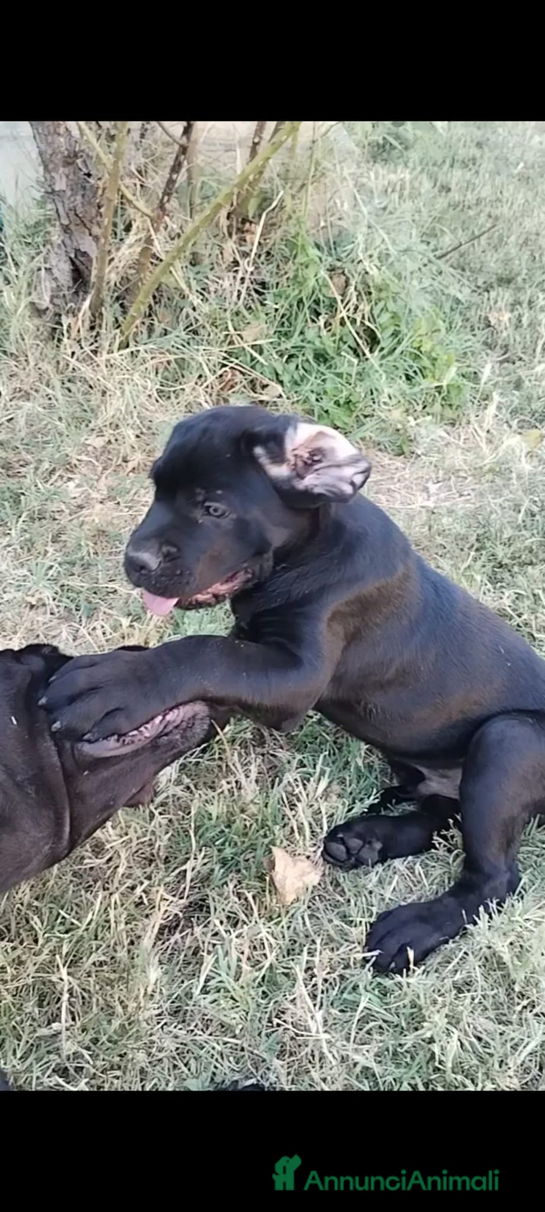 Cane Corso cani in vendita: cucciolo maschio cane corso a Città Metropolitana di Bologna - Immagine 4