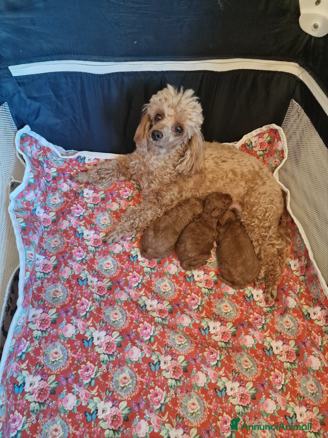 Barboncino Toy cani in vendita: Barbncino toy - Annuncio 3