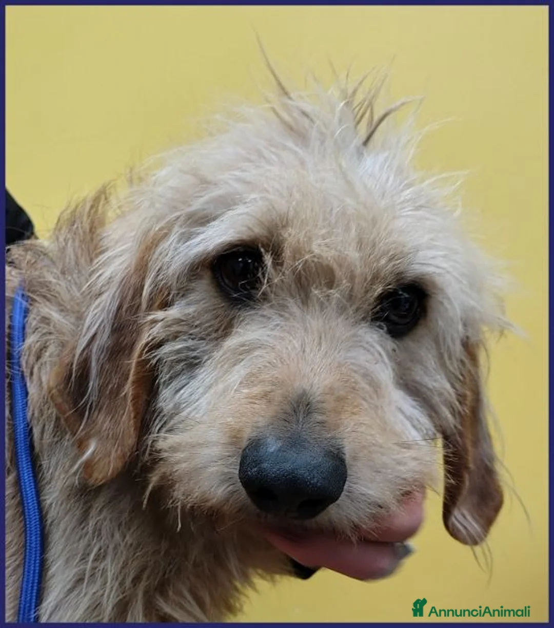 Meticcio cani in regalo: GIACOMO è pronto per una famiglia a Città Metropolitana di Bologna - Annuncio 2