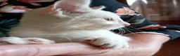 Europeo gatti in regalo: gattina cucciola bianca cerca casa🤍 - Annuncio 6