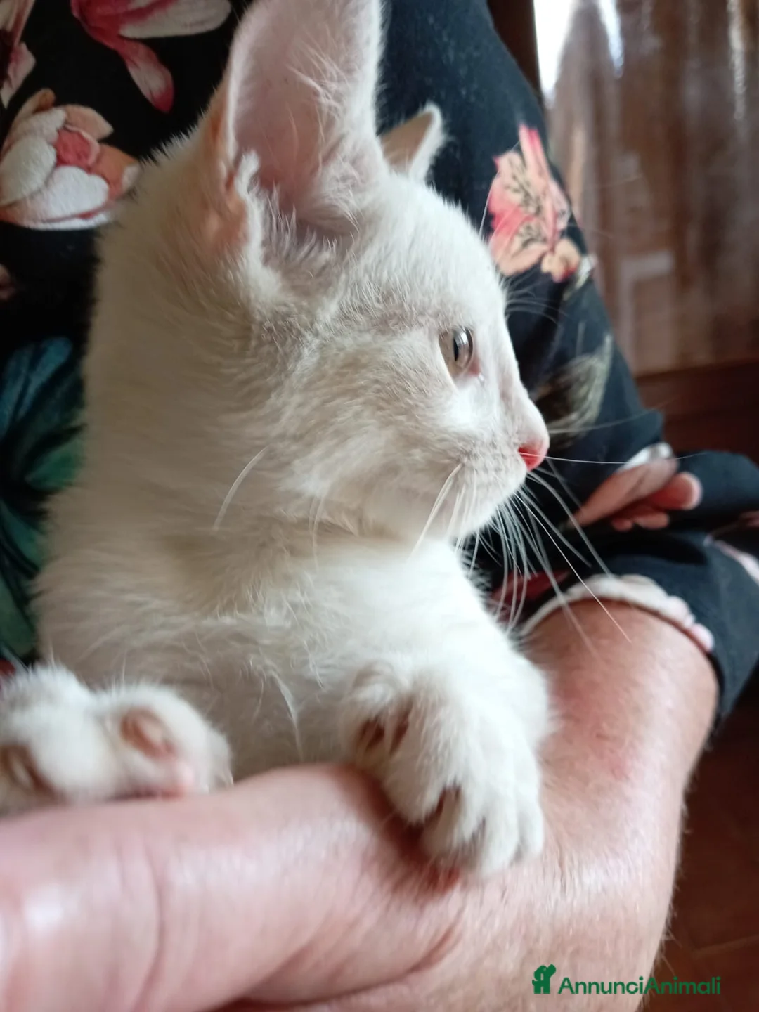 Europeo gatti in regalo: gattina cucciola bianca cerca casa🤍 - Annuncio 6