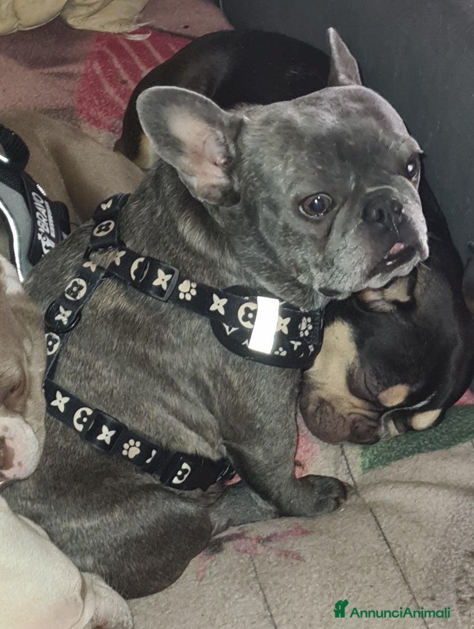 Bulldog Francese cani Cucciolo di Bulldog Francese  - Annuncio 36