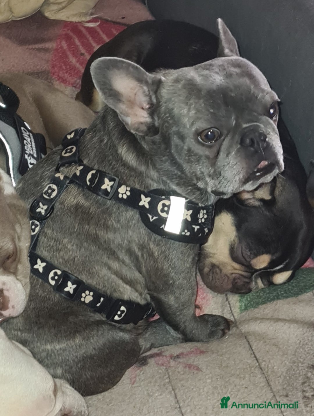 Bulldog Francese cani in vendita: Cucciolo di Bulldog Francese  - Annuncio 1