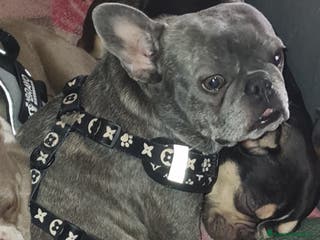 Bulldog Francese cani Cucciolo di Bulldog Francese - Annuncio 36