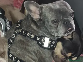 Bulldog Francese cani Cucciolo di Bulldog Francese - Annuncio 17