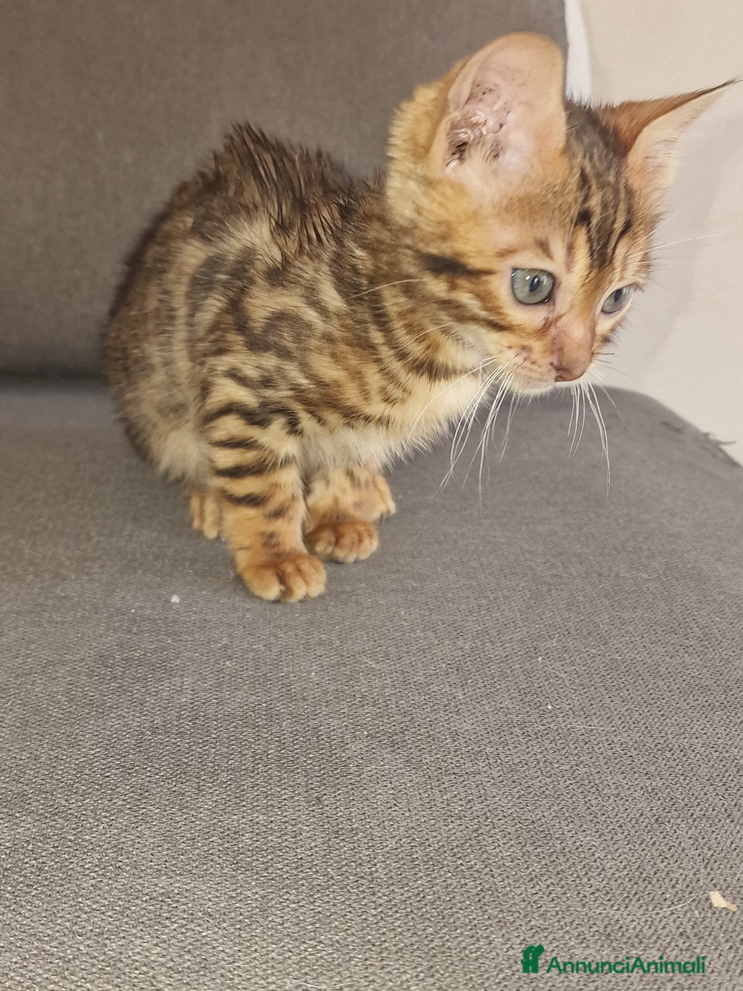 Bengala gatti in vendita: Gatto Bengala  - Annuncio 4