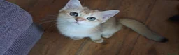 Scottish gatti in vendita: Cuccioli Scottish Straight Golden Pedigree ENFI a Città metropolitana di Milano - Annuncio 9