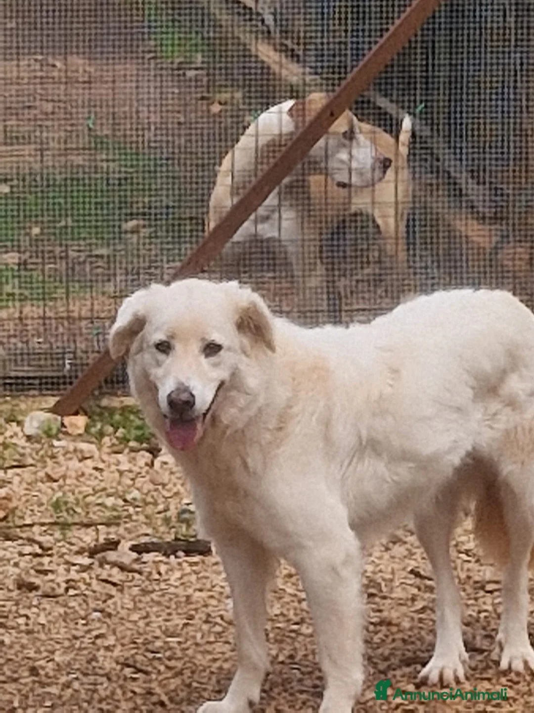 Meticcio cani in regalo: Bijoux e Tobia fratelli bravi e inseparabili - Annuncio 1