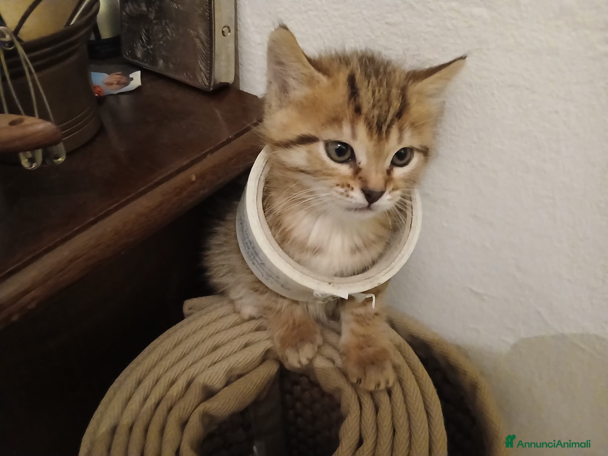 Altre razze gatti Cuccioli tigrati - Annuncio 1