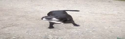 Meticcio cani in regalo: Regalo - Annuncio 2