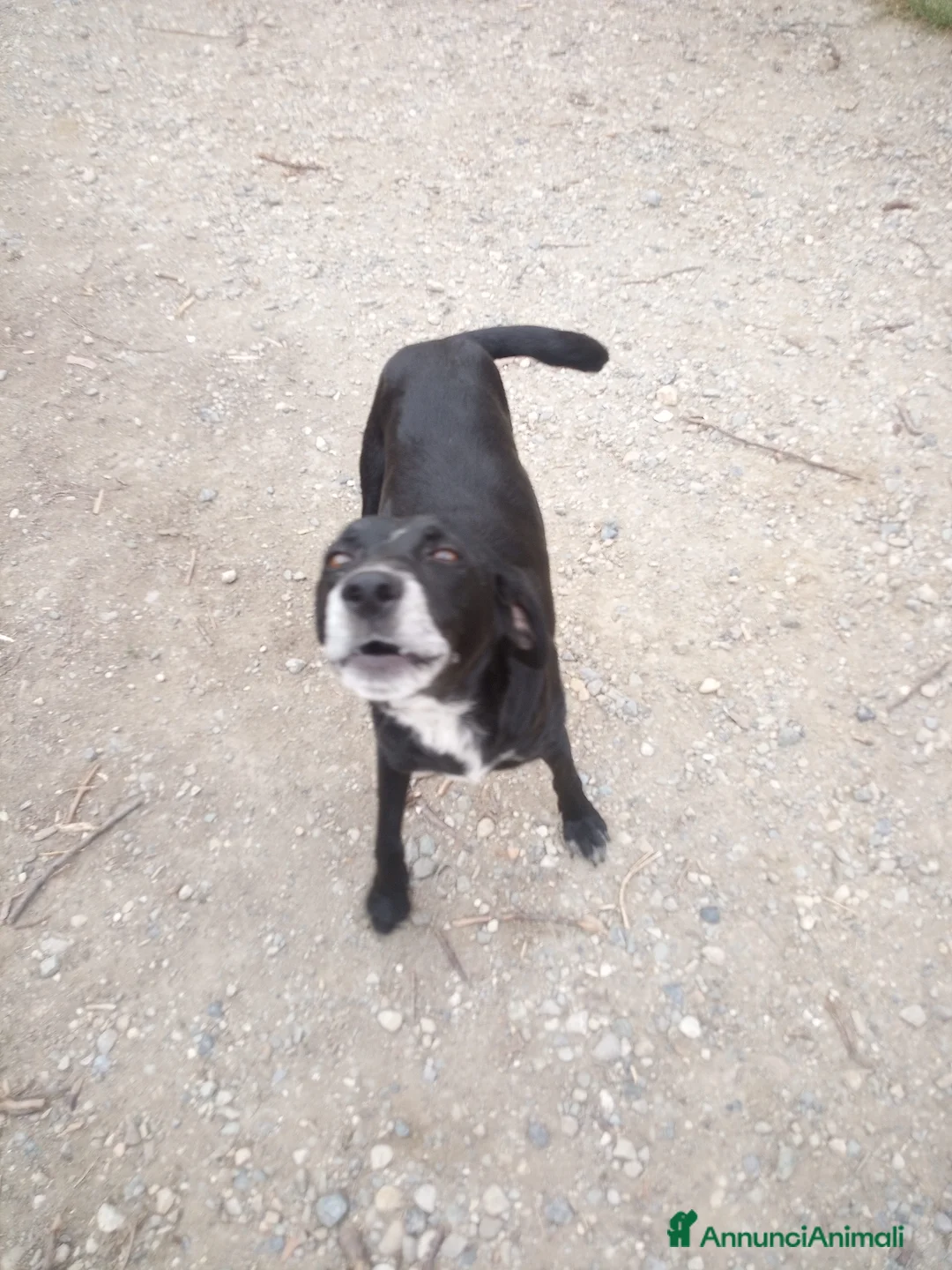 Meticcio cani in regalo: Regalo - Annuncio 2
