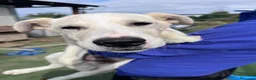 Meticcio cani in regalo: Cucciolo simil Labrador  a Città metropolitana di Roma Capitale - Annuncio 6