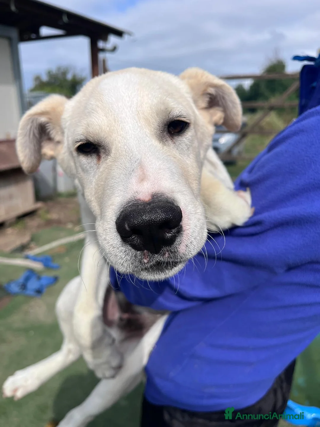 Meticcio cani in regalo: Cucciolo simil Labrador  a Città metropolitana di Roma Capitale - Annuncio 6