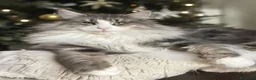 Norvegese gatti in vendita:  Gattino cucciolo di gatto norvegese delle foreste a Provincia di Parma - Annuncio 7