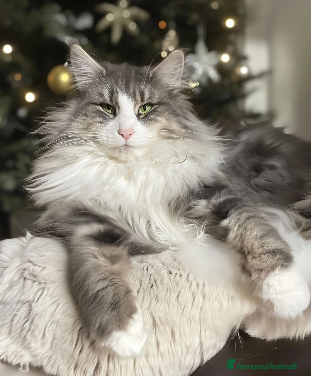 Norvegese gatti in vendita:  Gattino cucciolo di gatto norvegese delle foreste a Provincia di Parma - Annuncio 7