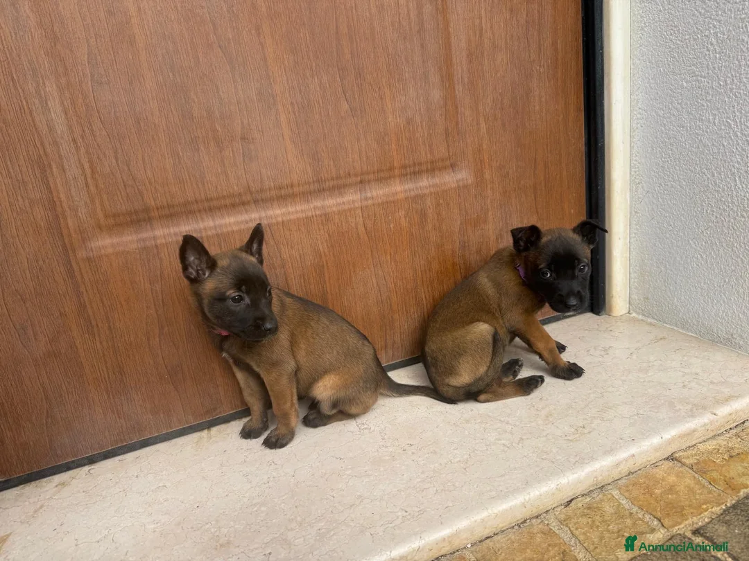 Pastore Belga cani in vendita: Splendidi cuccioli di Pastore Belga Malinois  - Annuncio 6