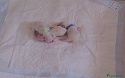Maltese cani in vendita: Cucciole di Maltese  a Città metropolitana di Roma Capitale - Immagine 1