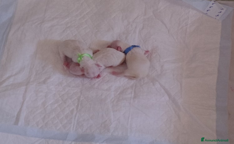 Maltese cani a Città metropolitana di Roma Capitale - Annuncio 11