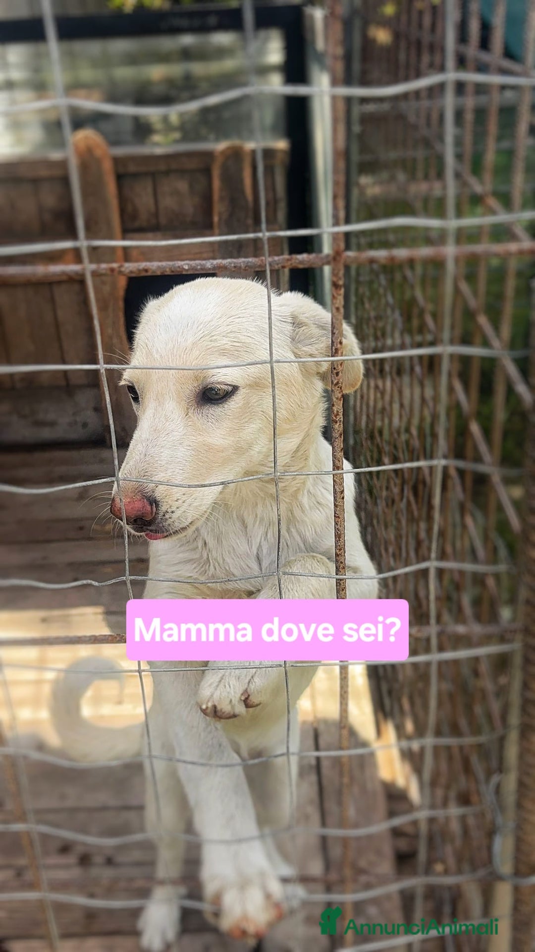 Meticcio cani in regalo: ZOOMY 🩷 - cucciola vive sola in canile 😞🥺 - Annuncio 1