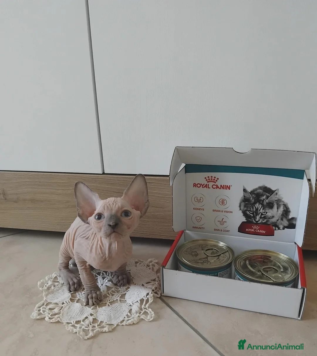 Sphynx gatti in vendita: Cuccioli di sphynx  - Annuncio 9