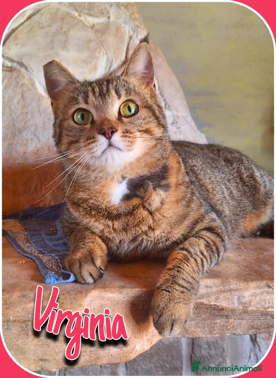 Europeo gatti in regalo: Adottate Virginia, elemosina coccole a Città metropolitana di Milano - Annuncio 4