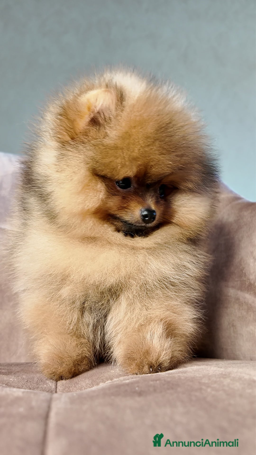 Volpino Pomerania cani in vendita: Pomerania nano maschio  - Annuncio 2