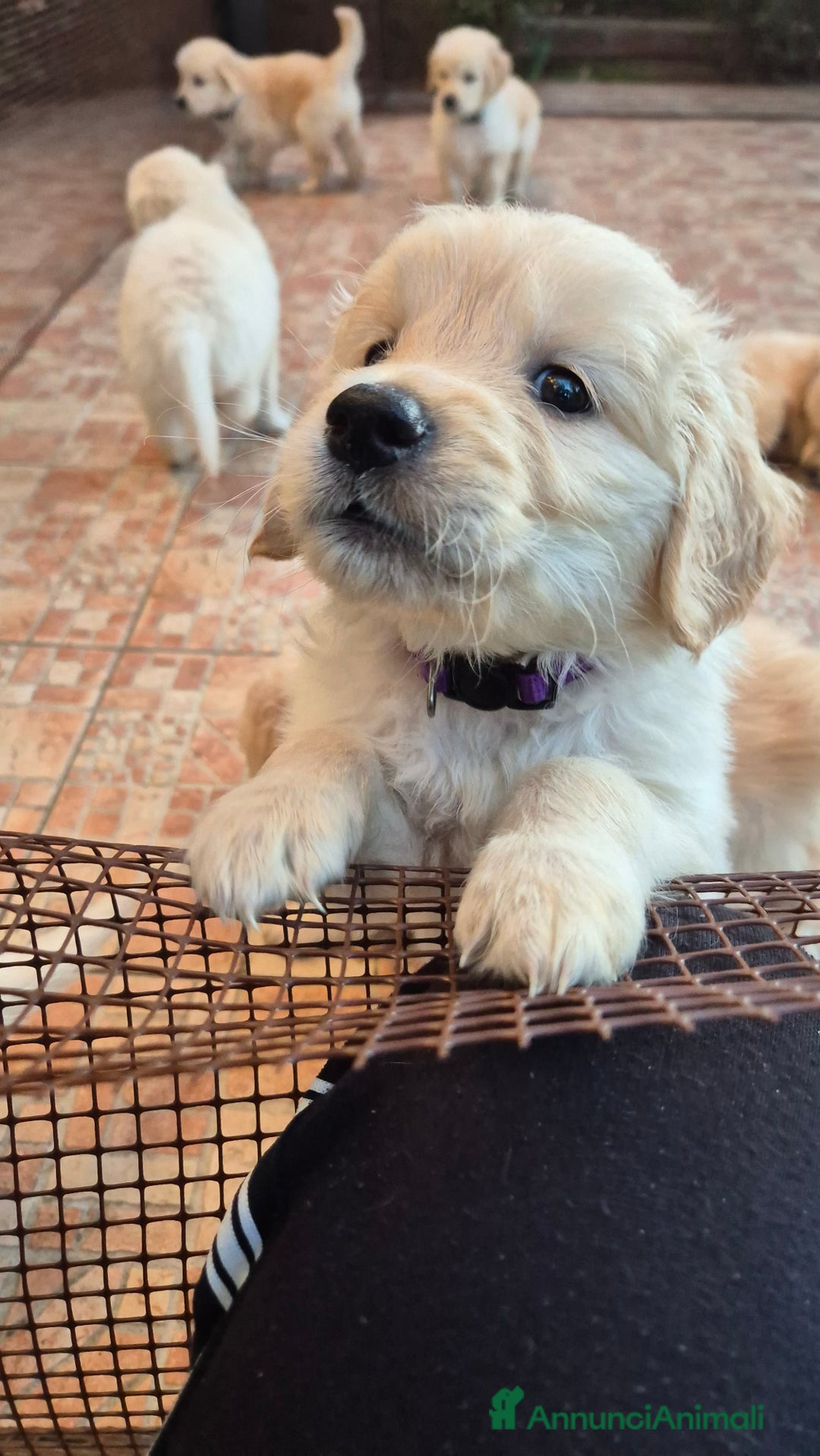 Golden Retriever cani in vendita: Cucciole di Golden Retriever - Annuncio 27