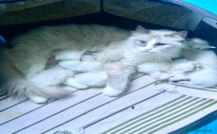 Ragdoll gatti a Provincia di Forlì-Cesena - Annuncio 6