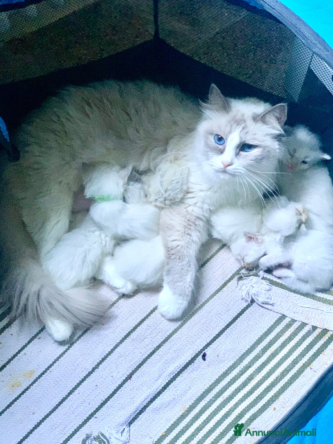 Ragdoll gatti in vendita: cuccioli di ragdoll  a Provincia di Forlì-Cesena - Immagine 1