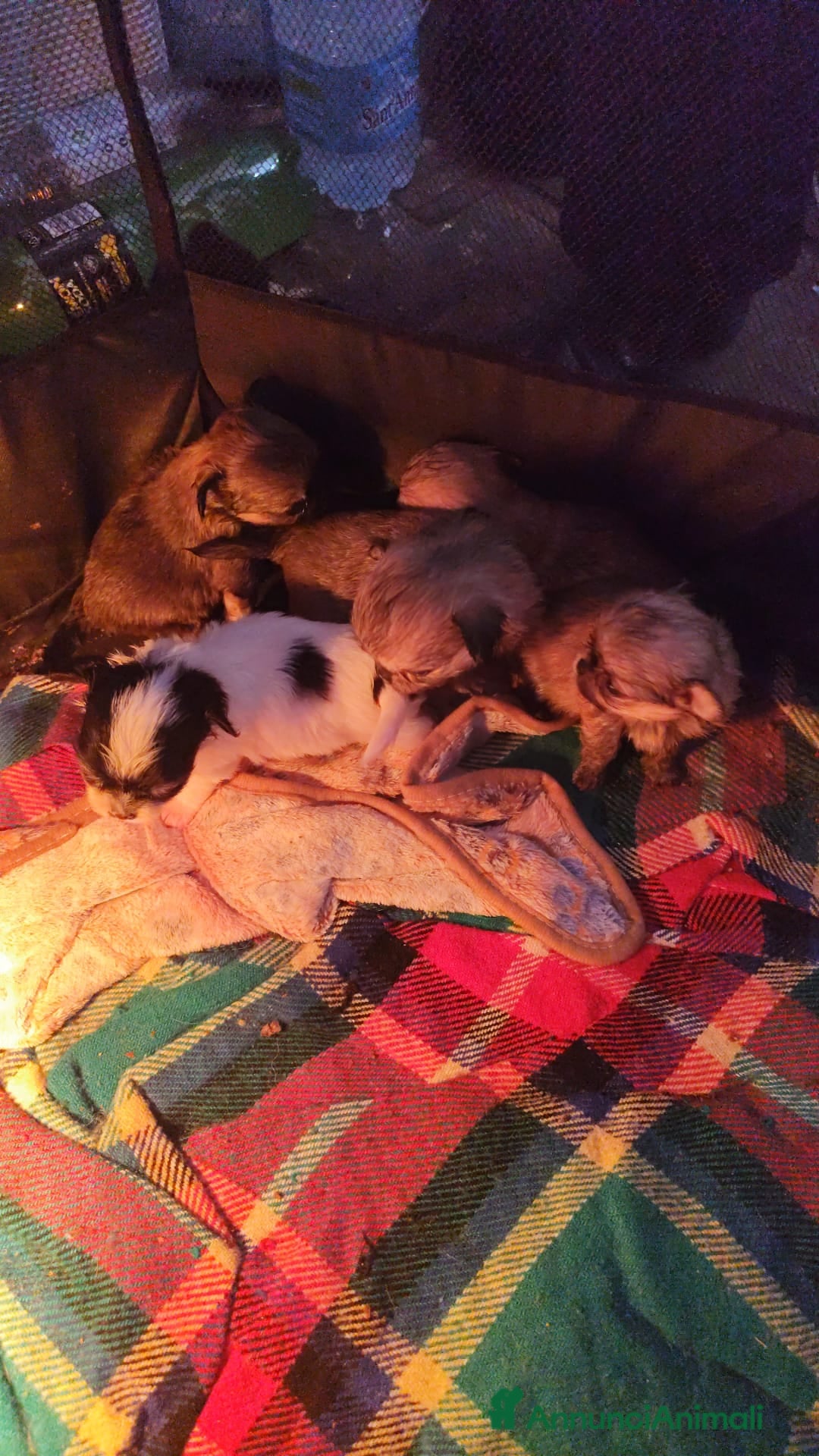 Chihuahua cani in vendita: Cuccioli chiuhahua  - Annuncio 6